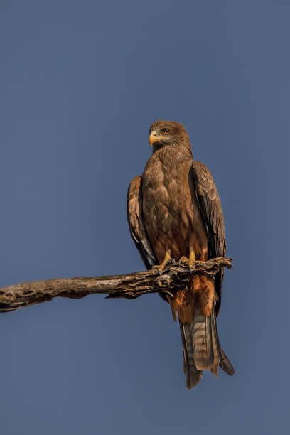 istock Yellow-billed Black Kite; Birding on the Chobe River, Botswana 1346852056