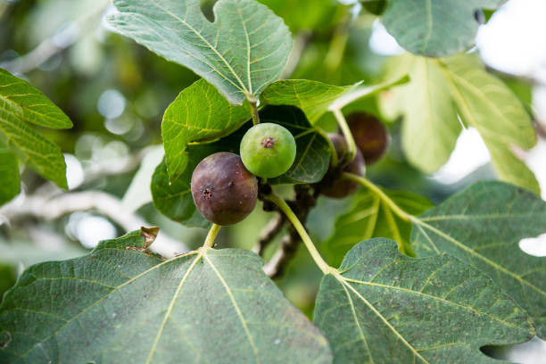istock Fig Branch With Fruit And Leaves. 1346854211