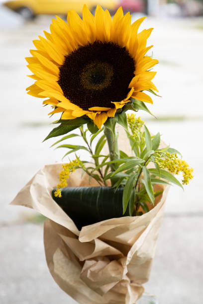 istock autumn in our garden sunflower gift 1346857341