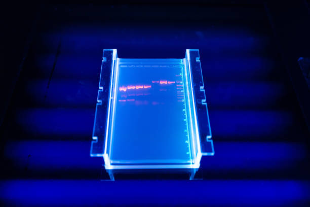 научный сотрудник в днк-генетической лаборатории: обнаружение днк-вирусов - dna sequencing gel dna laboratory equipment analyzing стоковые фото и изображения