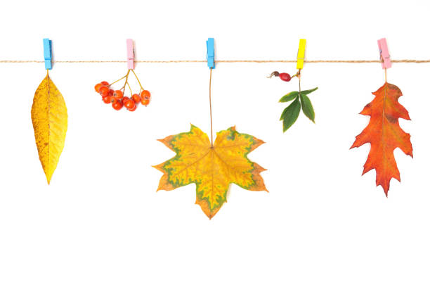 istock Autumn leaves and berries pinned on a clothes line 1346859208