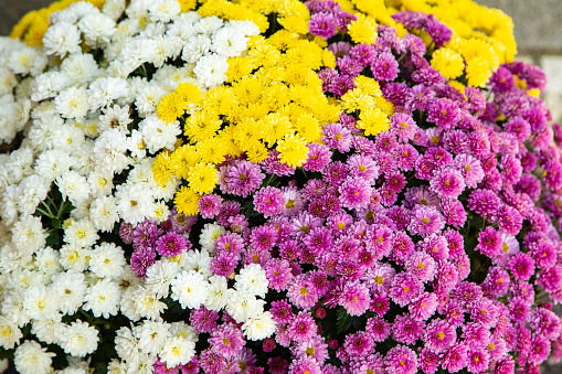 Pink, white and yellow colored chrysanthemum flowers in a flower pot