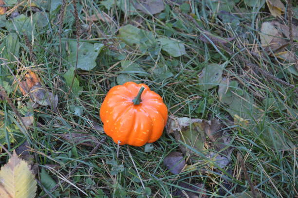 istock Small autumn pumpkin for halloween in a the forest 1346862491