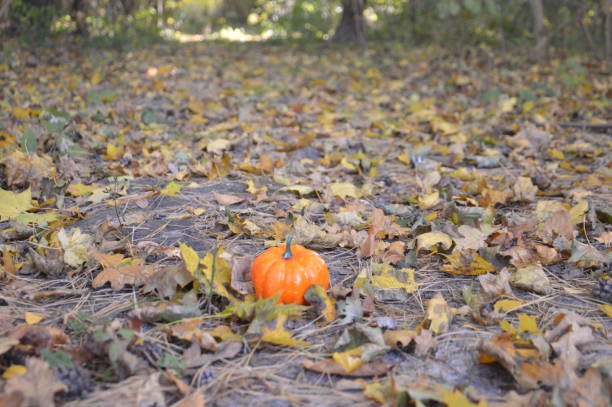 istock Small autumn pumpkin for halloween in a the forest 1346862520