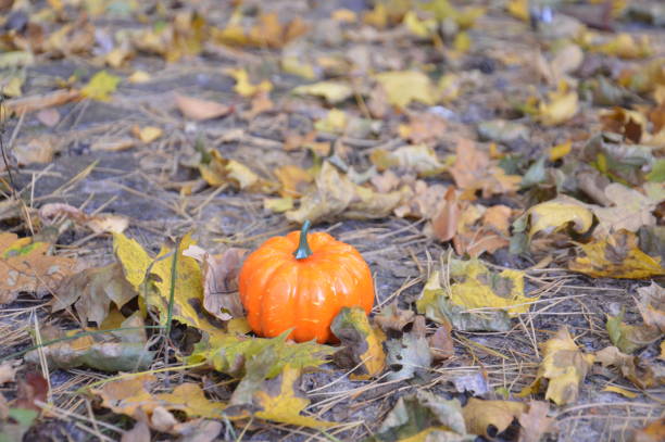 istock Small autumn pumpkin for halloween in a the forest 1346862535