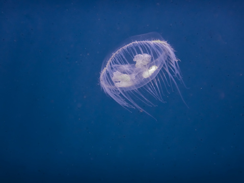 little white freshwater jellyfish in blue water from a lake while diving