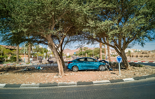 Eilat, Israel - October 16, 2021: The photo was taken in the main city street in Eilat, Israel . No animal or person was hurt
