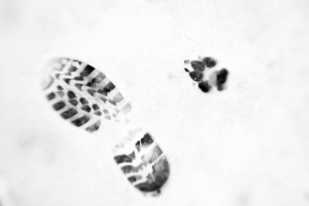 istock different footprint on the snow 1346864869