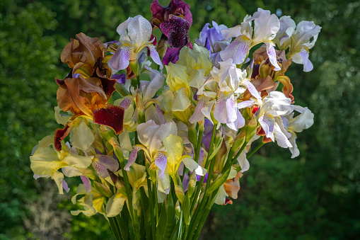 Irises are wonderful garden plants. The word Iris means rainbow. Irises come in many colors.
