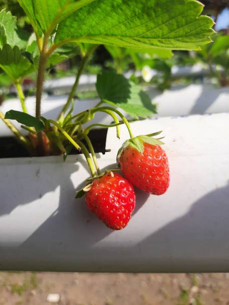istock Strawberry fruit plant with fresh leaves planted on a plastic pipe 1346865818