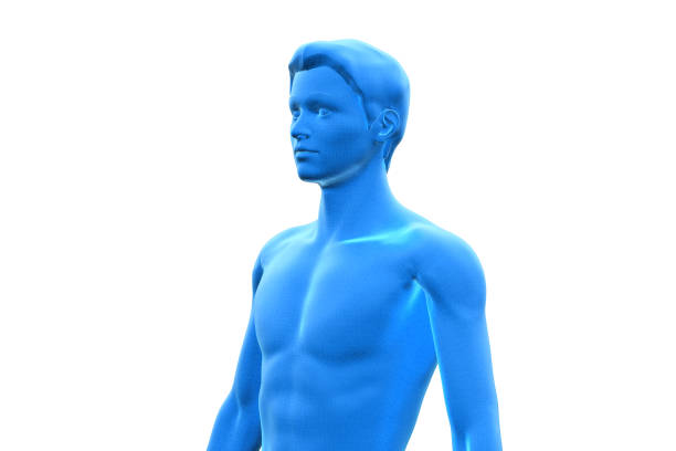 3D model of man’s upper body. Isolated on white background