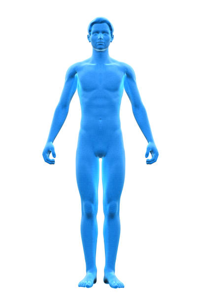 3D model of man’s body. Isolated on white background