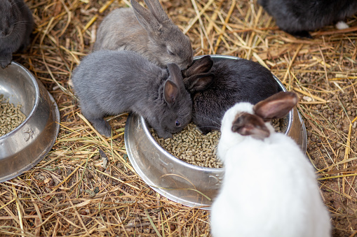 Group of cute little rabbits eating leaves on rabbit farm.