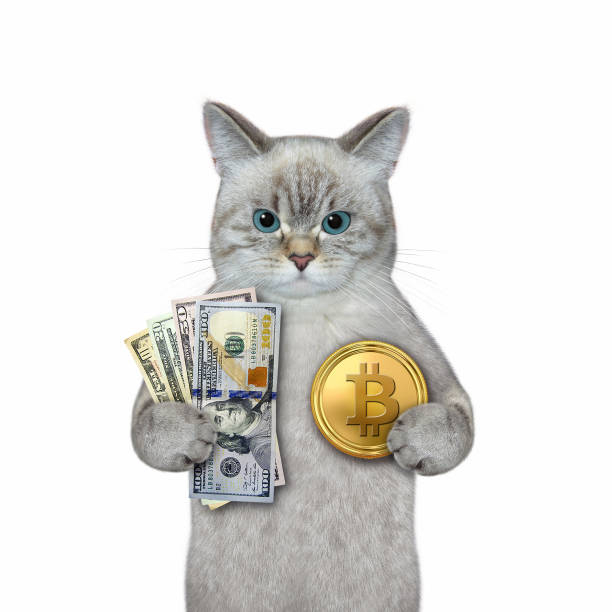 istock Cat ash holds fan of dollars and bitcoin 1346868444
