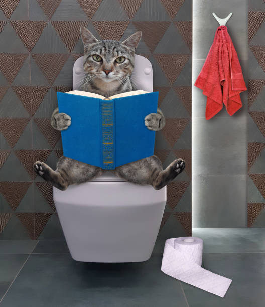 istock Cat gray reads on square toilet bowl 1346868447