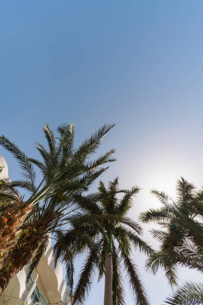 istock tropical background bottom view on the branches of a big palm tree 1346869727