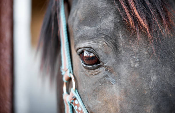 istock horse head and eyes close  up 1346870361