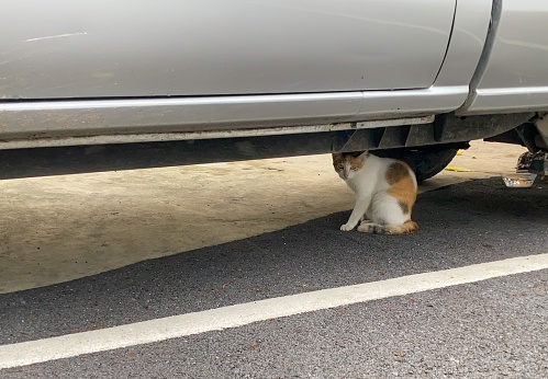 A small white cat hiding under the car