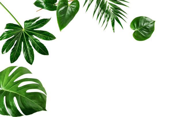 istock Jungle green leaves creative frame and border 1346870578