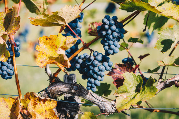 uva in vigna durante il periodo della vendemmia autunnale - uva zinfandel foto e immagini stock