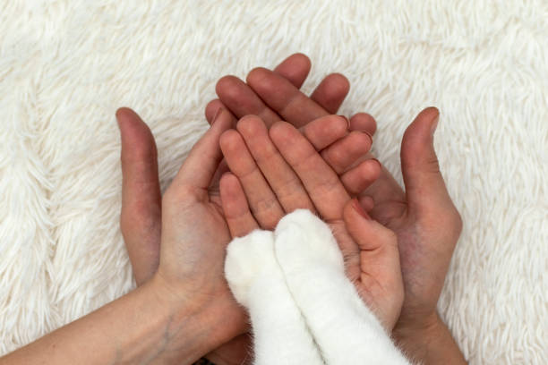Men's, women's palms and cat's paws. Concept of animal adoption in the family.