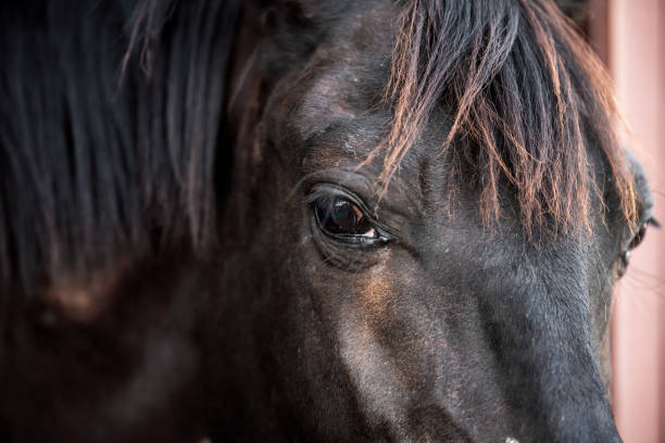 istock horse head and eyes close  up 1346871520