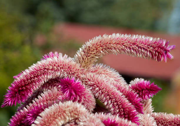 wonderful pink red bright shining blooming celosia argentea in the garden, outdoor