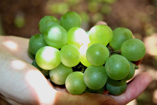 istock Bunch of green grapes, in one hand. 1346875877