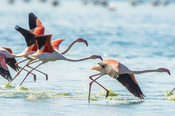 istock Flamingo -Phoenicopterus roseus- Tunisia 1346876813