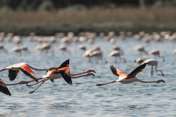 istock Flamingo -Phoenicopterus roseus- Tunisia 1346877010