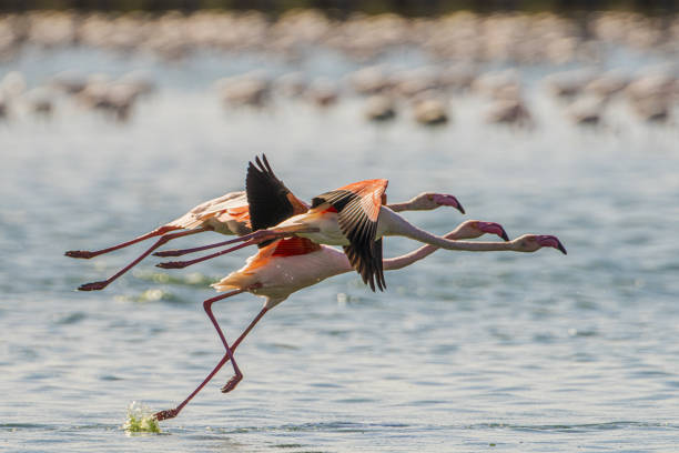 istock Flamingo -Phoenicopterus roseus- Tunisia 1346877497