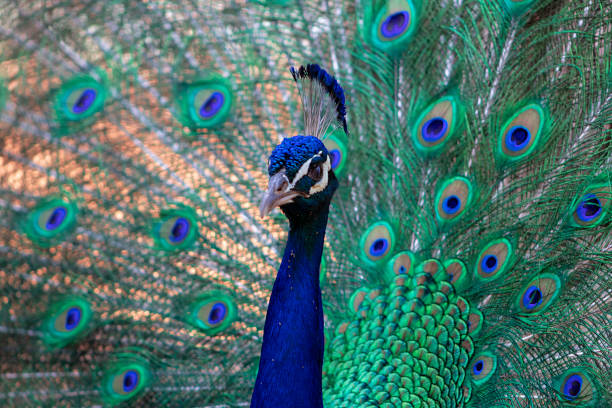 istock Portrait of beautiful colored peafowl with tail feathers out. 1346878263