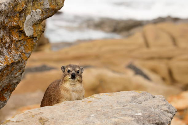 Cape Dassie or Cape hyrax between rocks This portrait shows one Cape hyrax (Procavia capensis ssp. Capensis) between rock, looking at the camera, taken at the South Coast of South Africa hyrax stock pictures, royalty-free photos & images