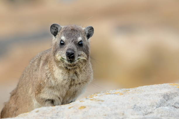 Cape Dassie or Cape hyrax between rocks This portrait shows one Cape hyrax (Procavia capensis ssp. Capensis) between rock, looking at the camera, taken at the South Coast of South Africa hyrax stock pictures, royalty-free photos & images