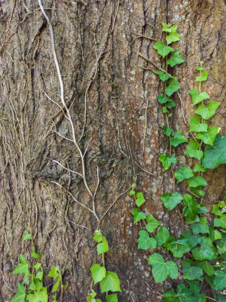 istock Vegetation growing on a rough, big trunk 1346878650