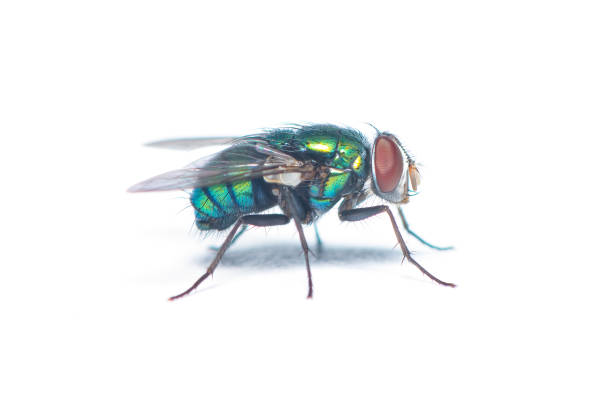 istock Right side of glittering Green Bottle Fly isolated on white background 1346879888