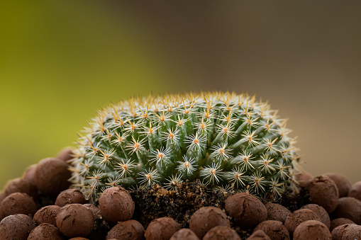 Mammillaria Perbella cactus in a pod of leca ball with blur background