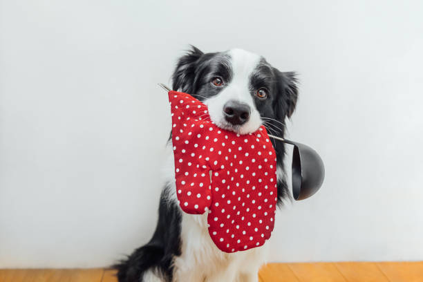 Funny portrait of cute puppy dog border collie holding kitchen spoon ladle oven mitt in mouth at home indoor. Chef dog cooking dinner. Homemade food, restaurant menu concept. Cooking process divertido retrato de lindo cachorro perro border collie sosteniendo cuchara de cocina cuchara de horno mitt en la boca en casa en el interior. perro chef cocinando la cena. comida casera, concepto de menú de restaurante. proceso de cocción