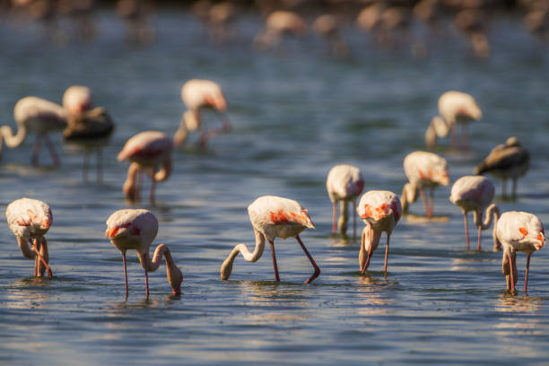istock Flamingo -Phoenicopterus roseus- Tunisia 1346880826