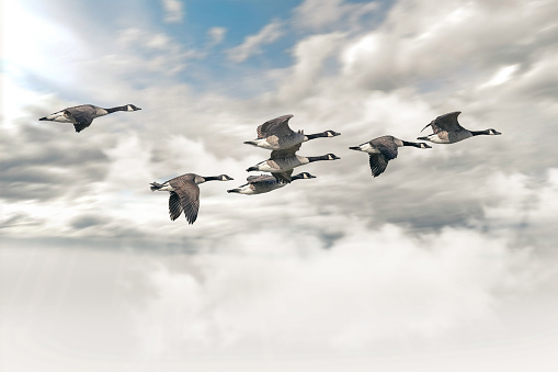 wild geese in flight with a nice sky