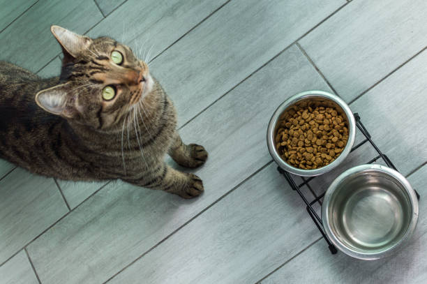 best cat bowl 