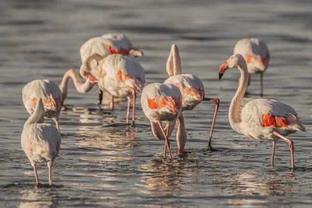 istock Flamingo -Phoenicopterus roseus- Tunisia 1346882789