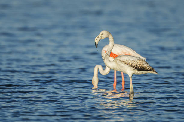 istock Flamingo -Phoenicopterus roseus- Tunisia 1346882848