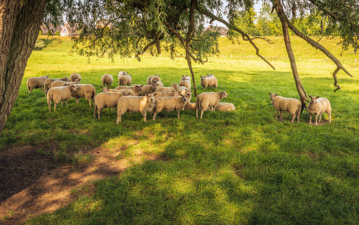 Flock of sheep seeks shelter from the bright sun in the shadow of a willow tree. The photo was taken in the floodplains of the Dutch river Waal near the village of Herwijnen, province of Gelderland.