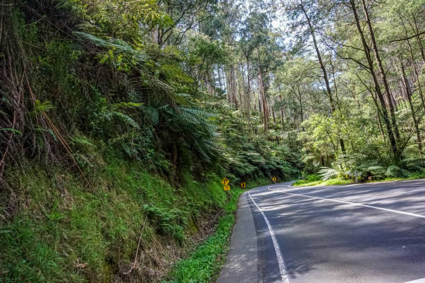 istock A road through the rainforest in Australia. 1346888904