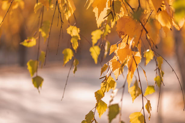 istock golden birch tree leaves in the sunlight 1346888930