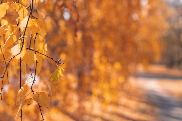 istock golden birch tree leaves in the sunlight 1346889228