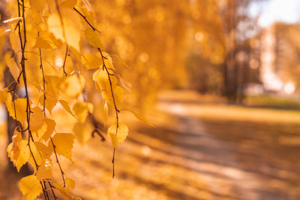 istock golden birch tree leaves in the sunlight 1346889231