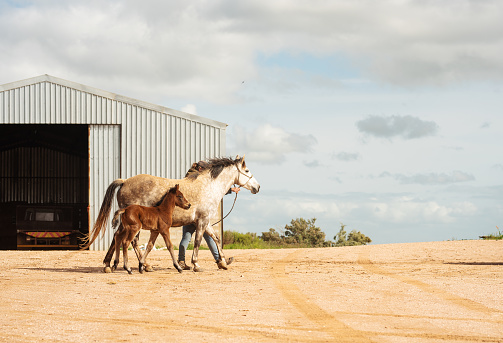 Female farmer leading a mare and her foal outside around a paddock on her farm in the morning