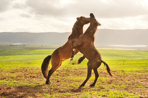 Two chestnut horse raring on the hind legs and play fighting together in a field on a farm on a sunny morning
